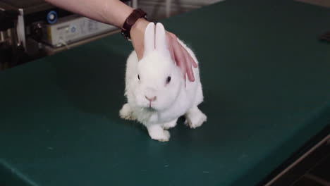 white rabbit being stroked at the vet