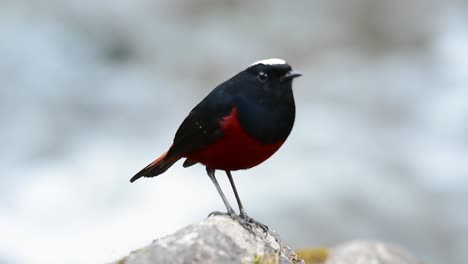 el colirrojo de cabeza blanca es conocido por su hermosa corona blanca, alas de color azul oscuro negruzco y marrón debajo de las plumas y su cola comienza con rojo