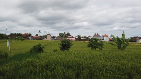 Rice-Field-at-Bali,-Indonesia,-Cloudy-Day-Above-the-Green-Harvest-Season,-Paddy