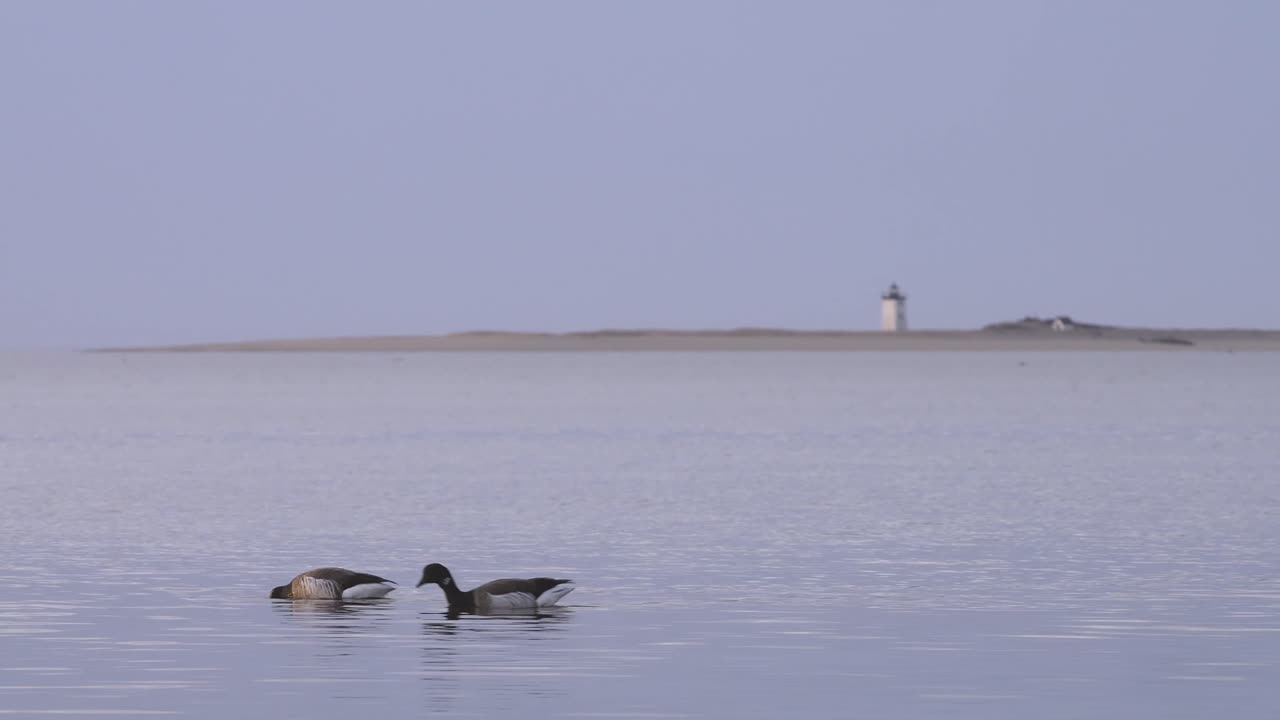 케이프 코드 등대