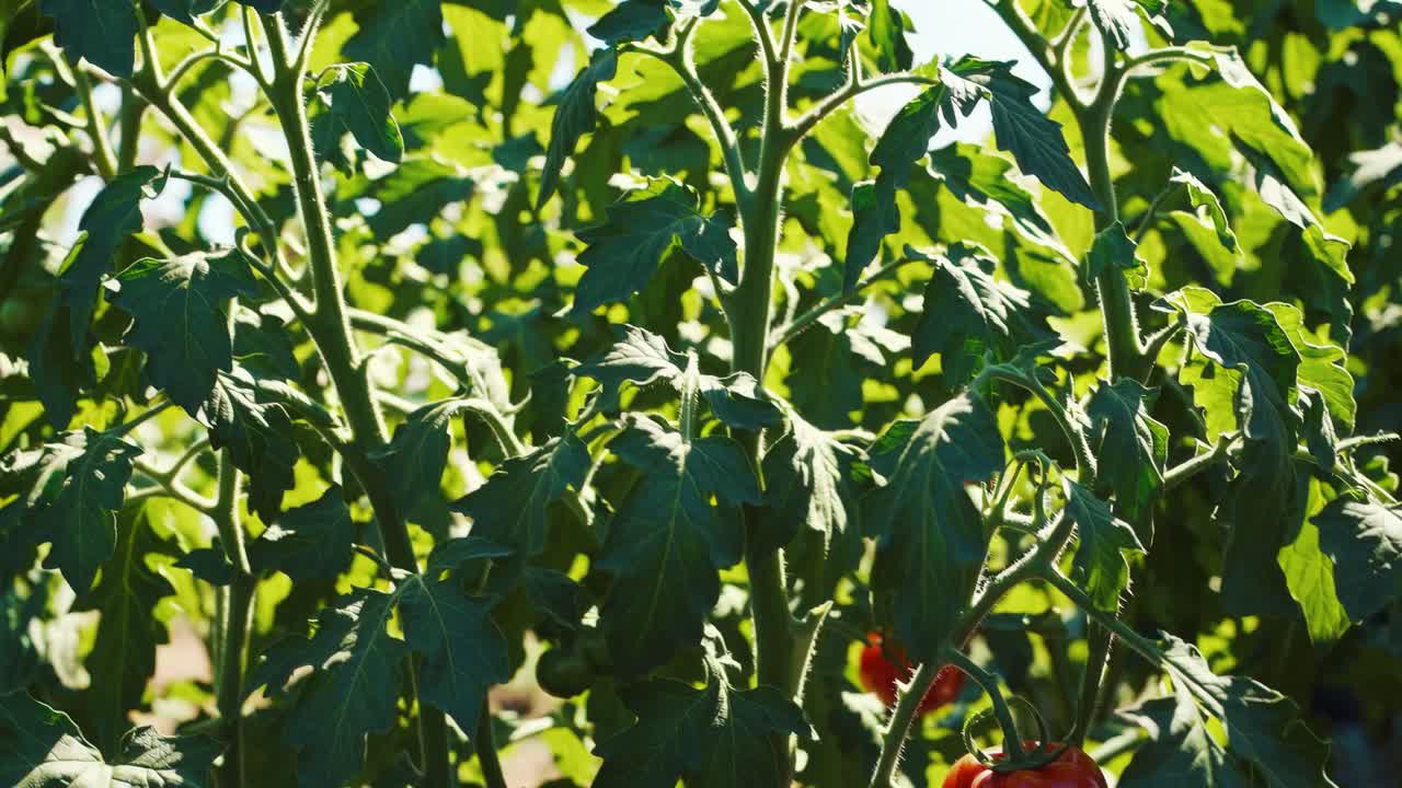 Close-up video of lush green tomato plants with ripe tomatoes, captured from a low angle