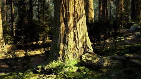 majestic giant tree in a serene forest setting during daylight hours