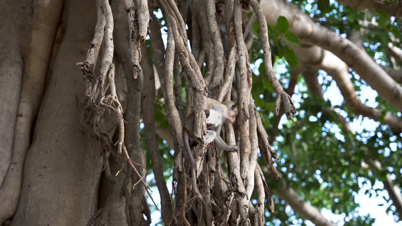 un joven macaco toque que se aferra juguetonamente a las raíces de los árboles, mostrando el comportamiento natural de la vida silvestre en un entorno de bosque exuberante.