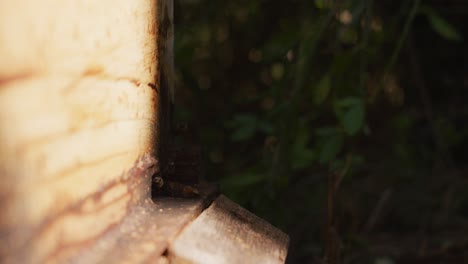 close up of bees flying around beehive on sunny day