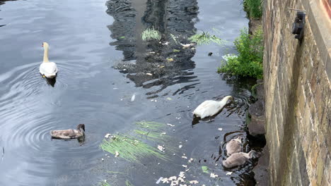 Familie-Von-Weißen-Höckerschwänen,-Die-Auf-Einem-Fluss-Zwischen-Schilf-Schwimmen---Brotkrümel-In-Zeitlupe