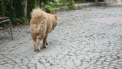 perro peludo caminando por la calle de adoquines
