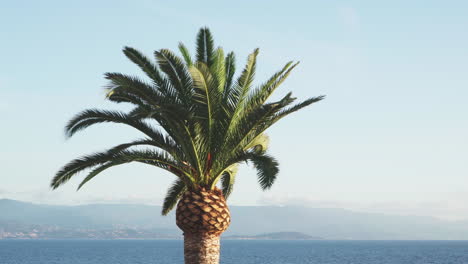 la cima de una palma sana con el mar mediterráneo y las montañas de la isla de córcega en el fondo lejano