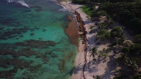 Aerial,-overhead-view-of-a-sand-beach-with-palm-trees