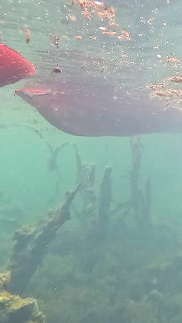 kayak moves through serene, underwater krabi landscape