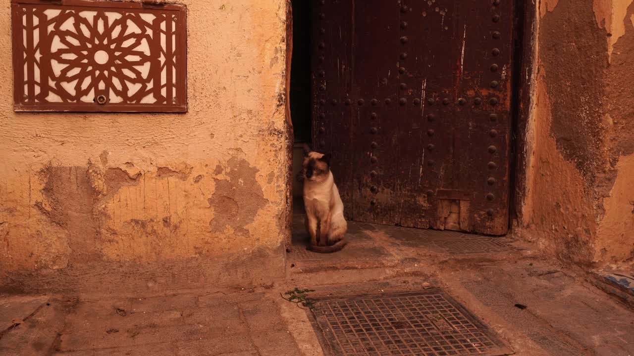 A super Siamese cat sitting merrily in front of a Moroccan-style door
