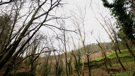 Paisaje-De-Bosque-Caducifolio-En-Invierno