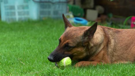 playful purebred belgian shepherd, canis lupus familiaris lying on a lush, green lawn, playing, biting and intensely focused on chewing a tennis ball, close up shot