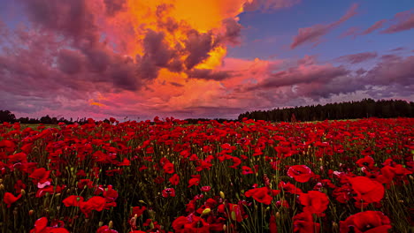 Hermosa-Escena-De-Campo-De-Flores-De-Amapola-En-Flor-Roja-Con-Nubes-Oscuras-Y-Amarillas-Volando-En-El-Cielo-Durante-La-Puesta-De-Sol-En-Timelapse