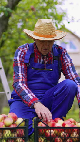 mature farmer sorting apples outdoors. portrait of an old gardener working near plastic drawers with fresh apples in the garden.. vertical video