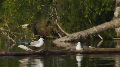 Einbeinige-Möwe,-Die-Von-Einem-Zweig-Auf-Einem-Teich-Wegfliegt