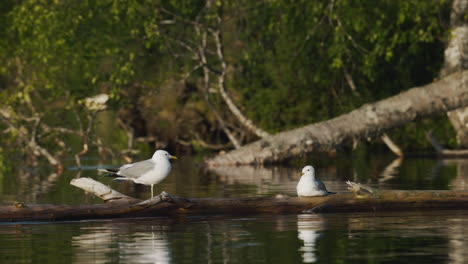 gaviota con una sola pierna volando lejos de una ramita en un estanque