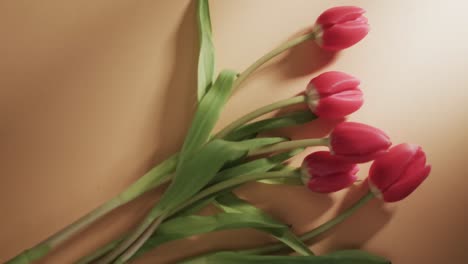 Video-of-bunch-of-red-tulips-with-copy-space-on-yellow-background