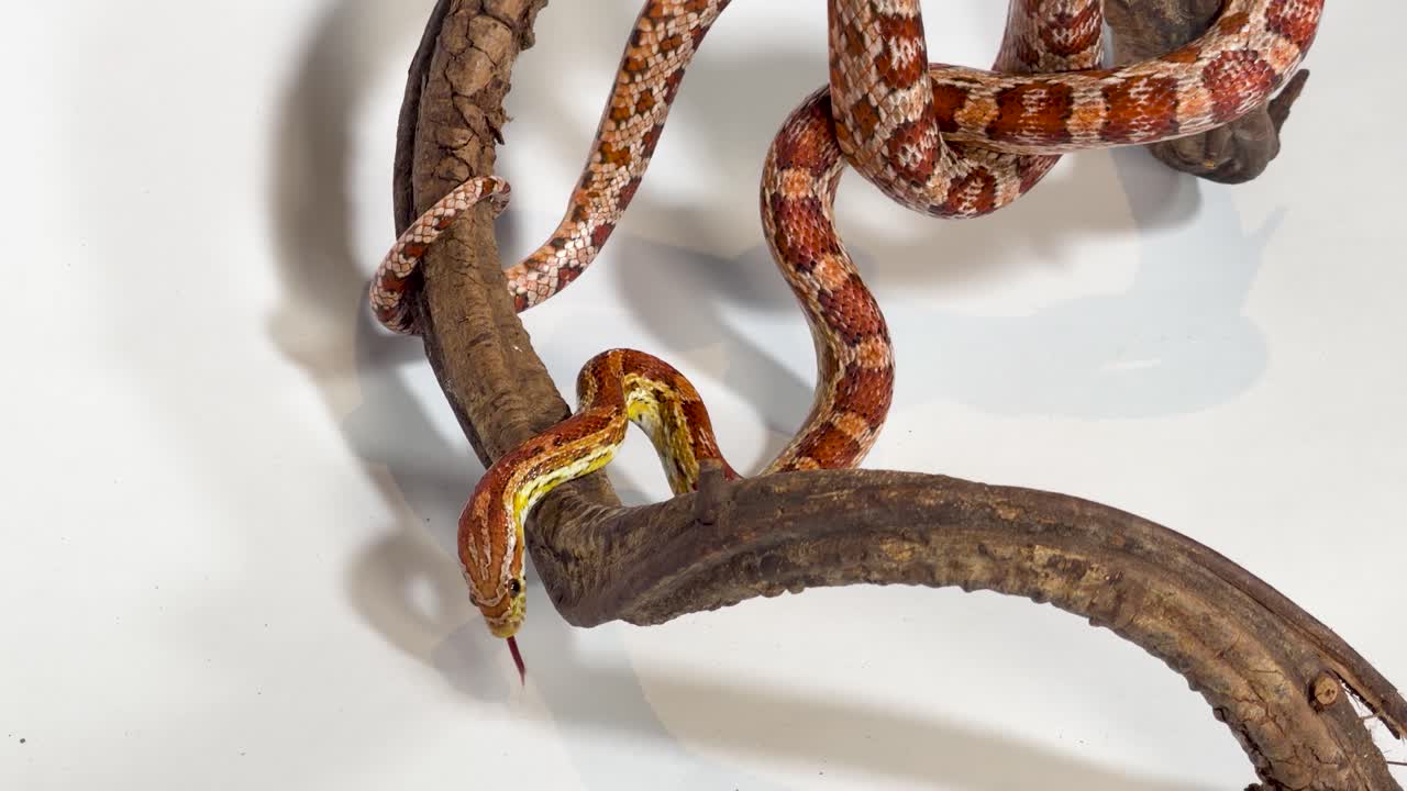 Un vivace serpente del grano arancione striscia su un ramo curvo, sullo sfondo di un bianco brillante