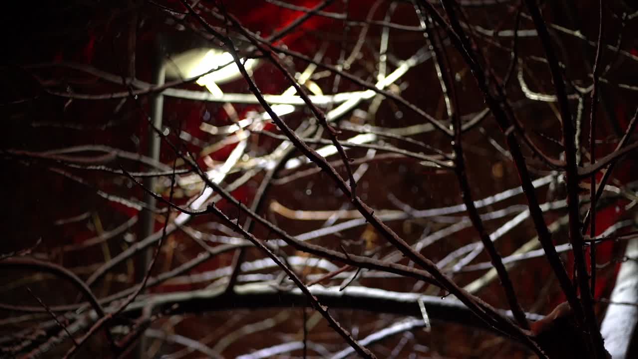 Eerie view of street lamp lighting leave less branches as snow falls