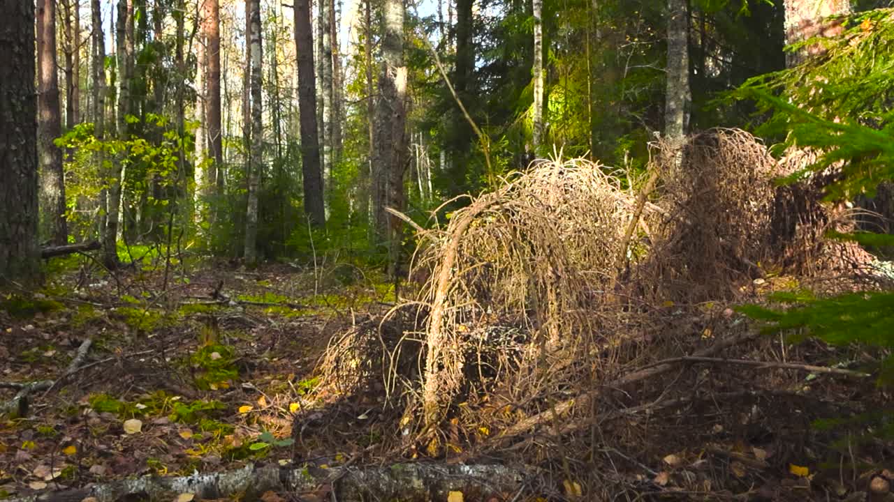 Camera moving from right to left with smooth movement revealing some fallen pine tree branches that have been dried up in the sun light during autumn time. Green mossy foliage and grass is around.