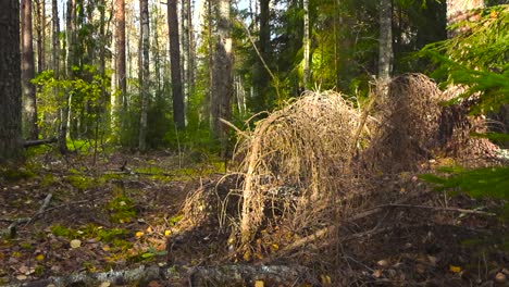 Camera moving from right to left with smooth movement revealing some fallen pine tree branches that have been dried up in the sun light during autumn time. Green mossy foliage and grass is around.