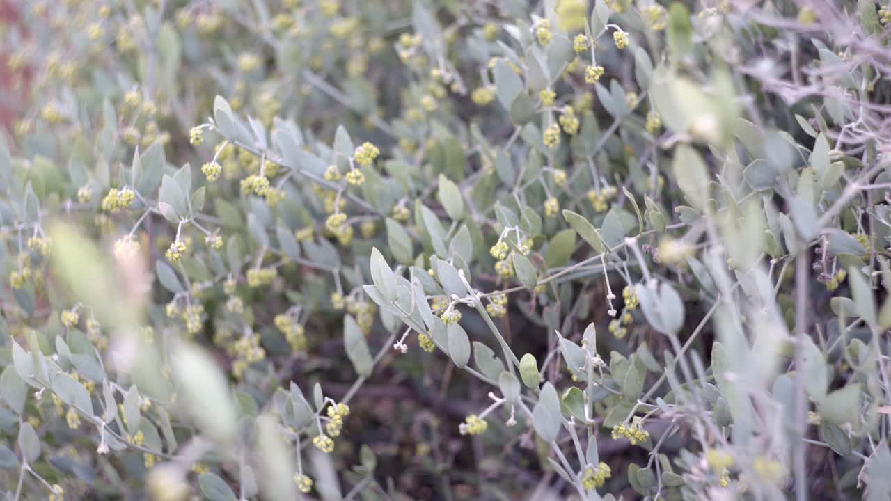 Jojoba shrub flowers blooming, close up