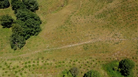 A-top-down-on-a-flock-of-sheep-moving-through-a-gate