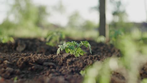 Junge-Grüne-Tomatenpflanze-Wächst-Im-Boden,-Nahaufnahme-Mit-Verschwommenem-Hintergrund