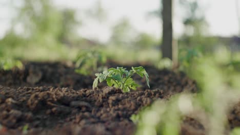 Young-green-tomato-plant-growing-in-the-soil,-close-up-with-blurred-background