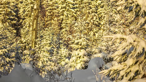 Static-shot-of-snow-covered-branches-of-coniferous-trees-during-evening-time-in-timelapse