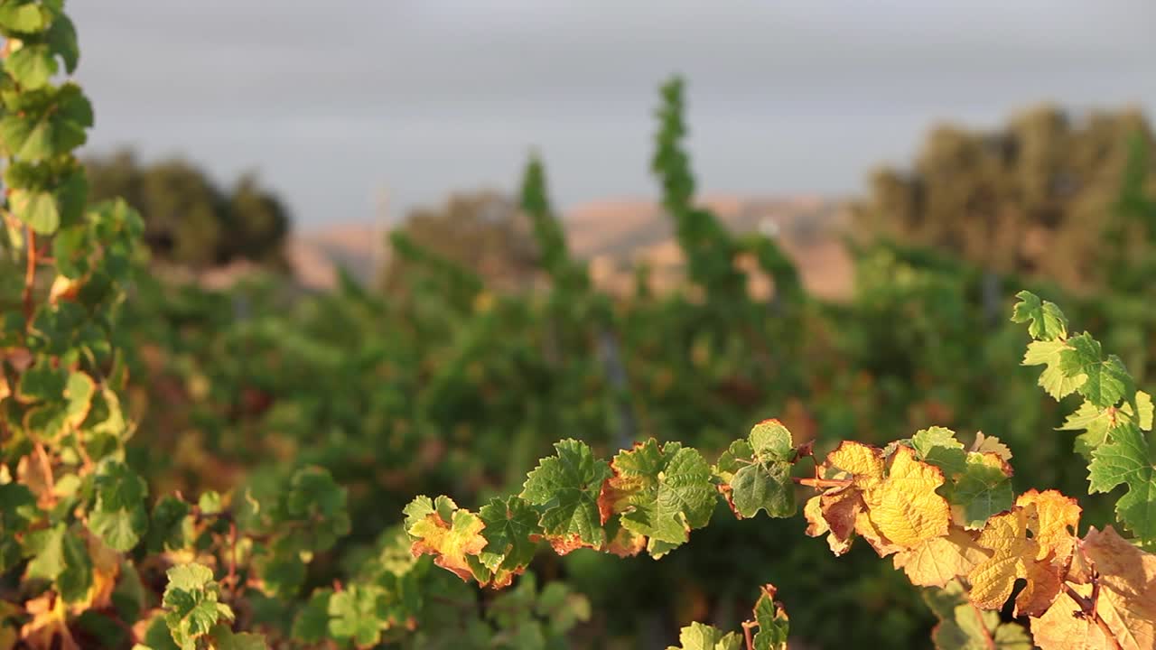primer plano de coloridas hojas de uva de otoño soplan en una suave brisa