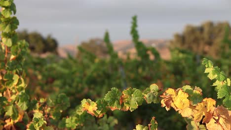 Close-up-shot-of-colorful-autumn-grape-leaves-blow-in-a-gentle-breeze