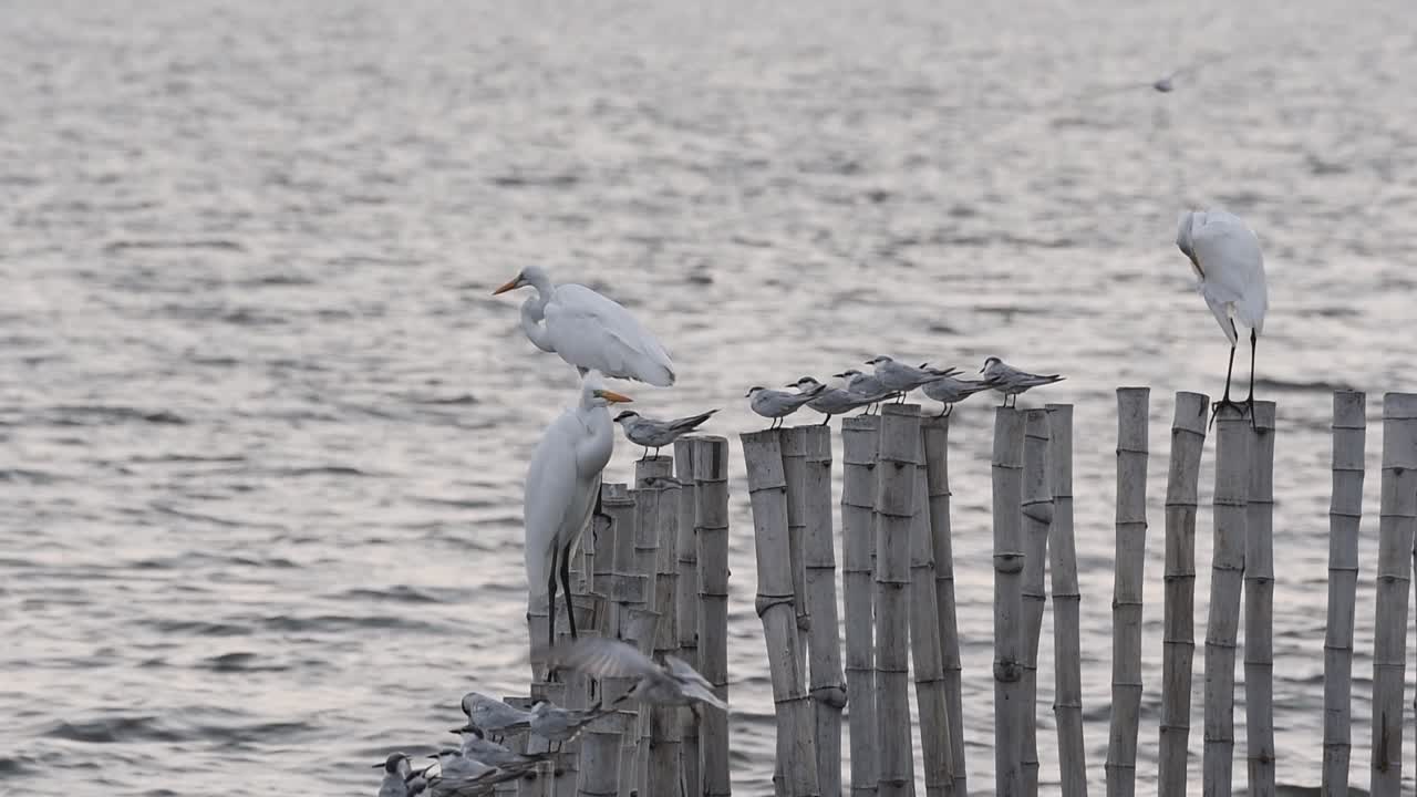 일반 제비갈매기, sterna hirundo, 제비갈매기는 날아가서 한 마리를 몰아내고 그 자리를 차지한 다음 3마리의 큰 백로가 이미 어두워지기 전에 방푸, 사뭇 프라칸, 태국에서 자리를 잡고 있습니다.