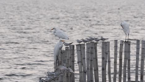 golondrinas de mar comunes, sterna hirundo, una golondrina de mar vuela para ahuyentar a uno y tomar su lugar, luego se aleja mientras tres grandes garcetas ya se posan antes del anochecer en bangpoo, samut prakan, tailandia