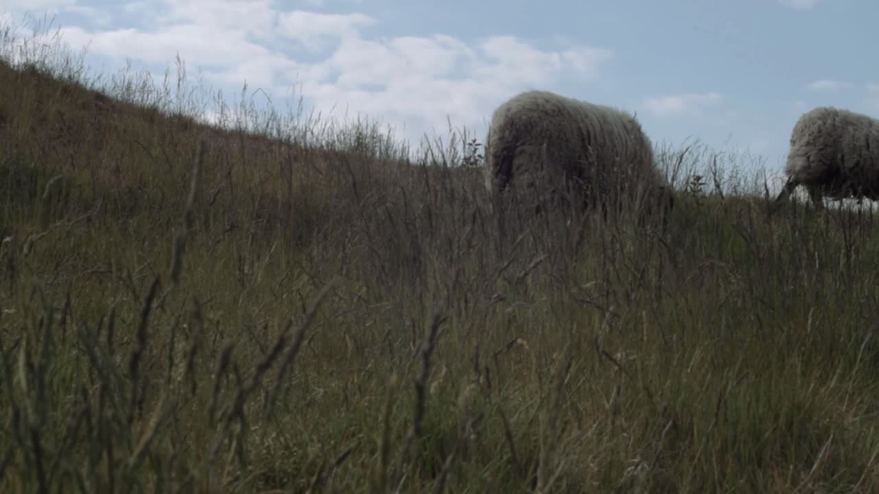 Sheep grazing on farmland panning shot