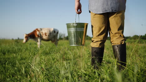 Woman-with-a-bucket-walks-towards-a-cow-1