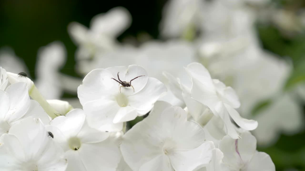 거미와 곤충과 함께  꽃이 많이