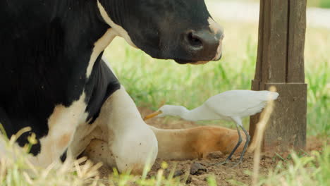 western cattle egret feeds by lying relaxing milk cow