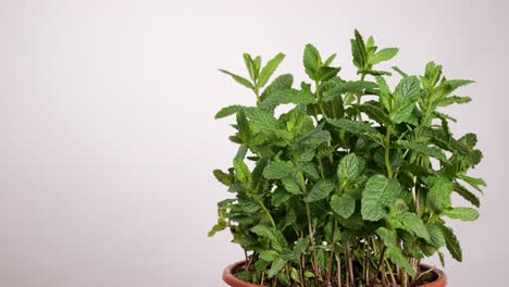 Handsome-bearded-man-touching-and-smelling-mint-leaf-on-white-background