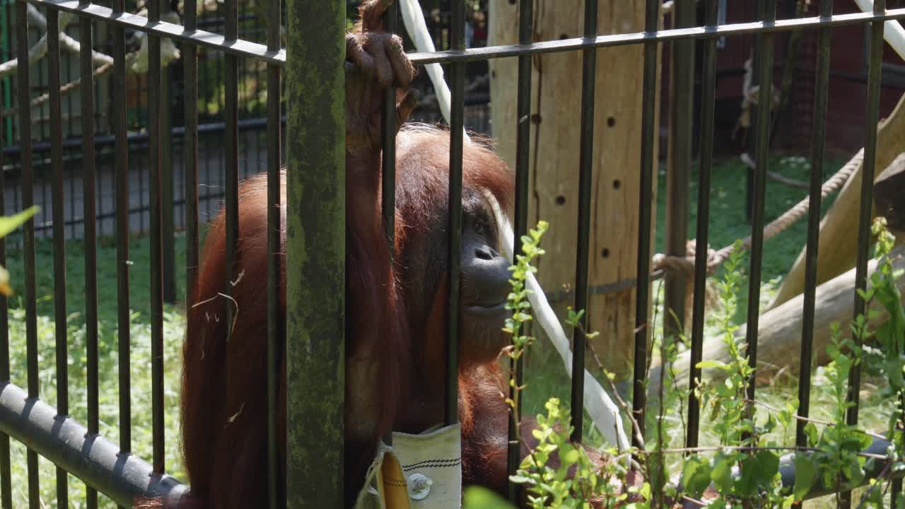 un orangután se sienta en una jaula.