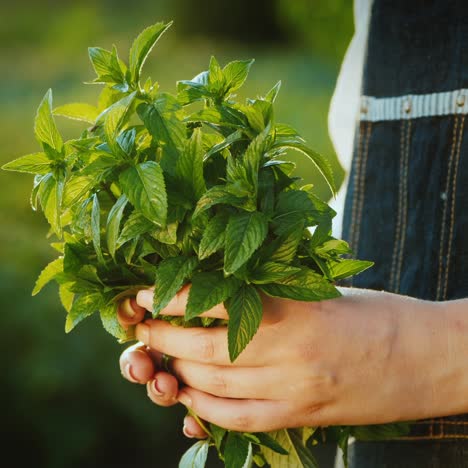 side view of a farmer holding a handful of mint - an ingredient in cooking and cocktail preparation 1