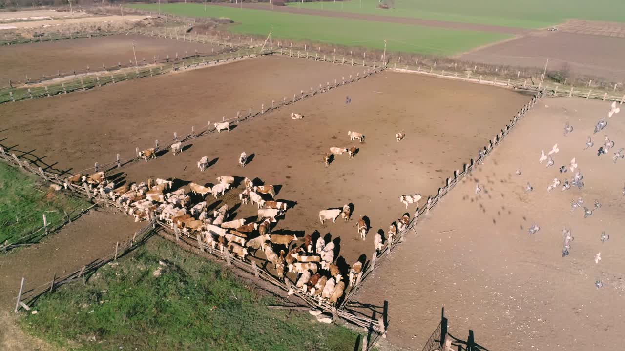 Ci sono molte mucche nel recinto o nel paddock. Molto bestiame nel villaggio. Stormo di uccelli in volo.
