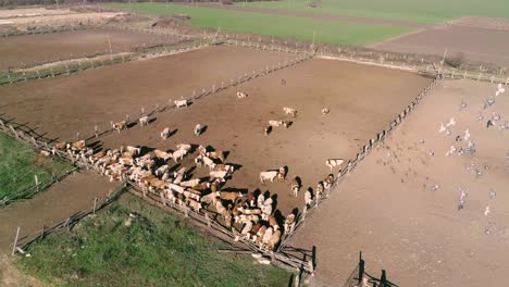 there are many cows in the corral or paddock. many cattle in the village. flock of flying birds