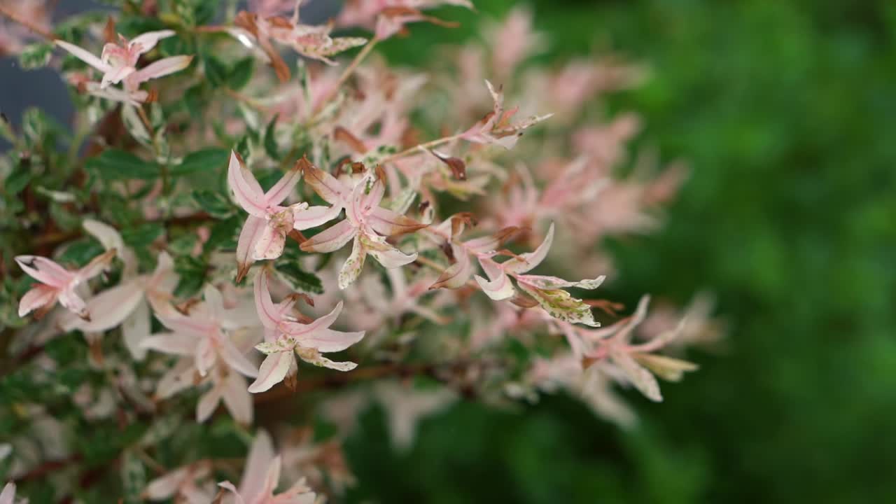 un primer plano de un árbol de flamenco en un jardín