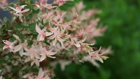 A-close-up-of-a-flamingo-tree-in-a-garden