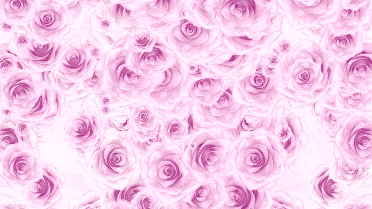 muchos brotes de rosas rosas caen, fondo de bucle