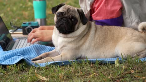 close up girl laying and typing on laptop on a lawn with her pug around