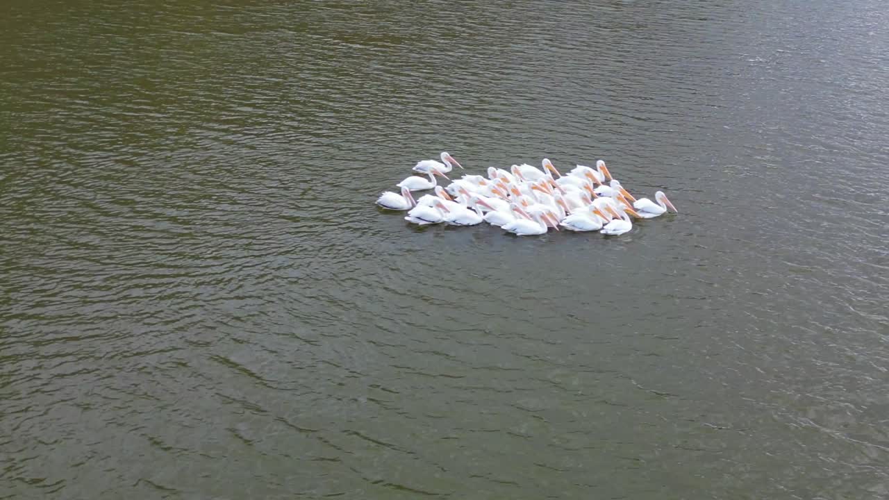 테네시 주 도넬슨 요새에서 이주하는 펠리컨 무리