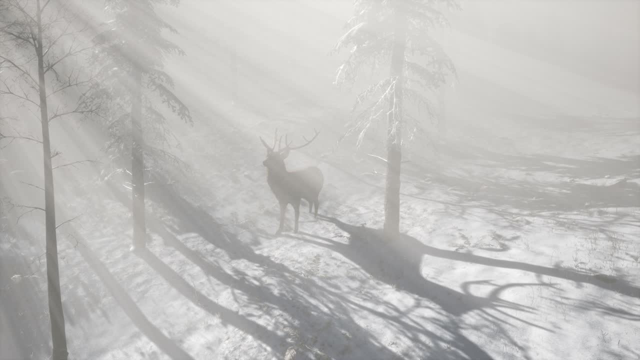 гордый олень в зимнем снежном лесу.