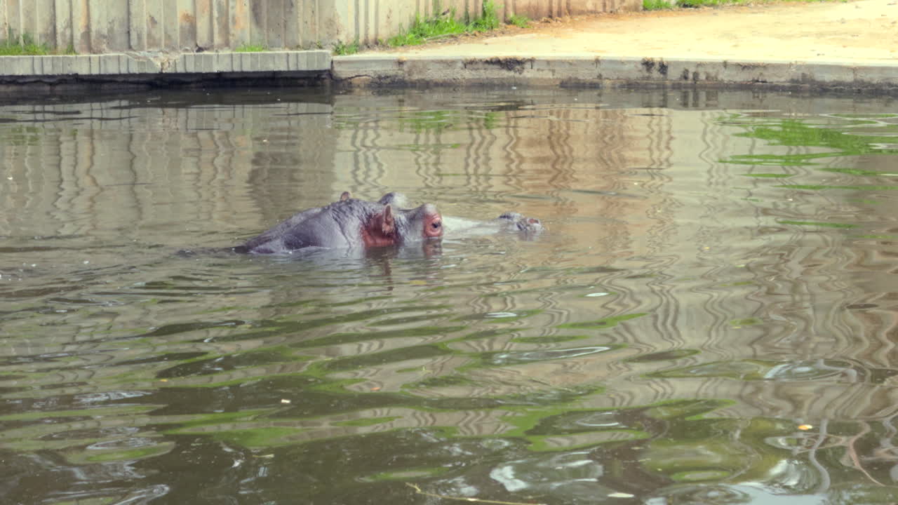Close-up footage of a hippopotamus partially submerged in calm water, showcasing wildlife, animal behavior, natural habitat, tranquility, and zoological scenes